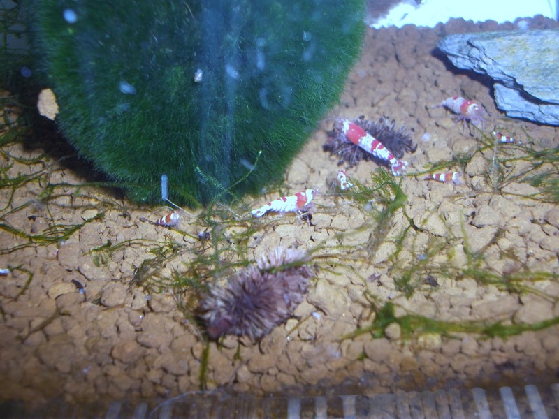mes crevettes ! (MAJ du 20/02/2012) Dscf1522
