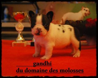 Gandhi a 1 mois demain! Ptit_g10