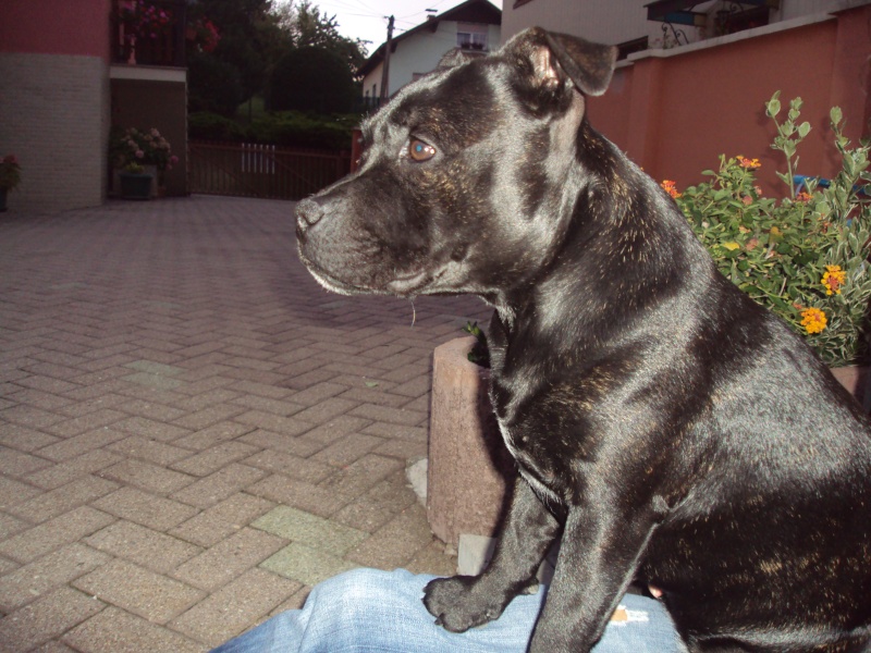 ma staffie Feeling - Page 5 Dsc00815