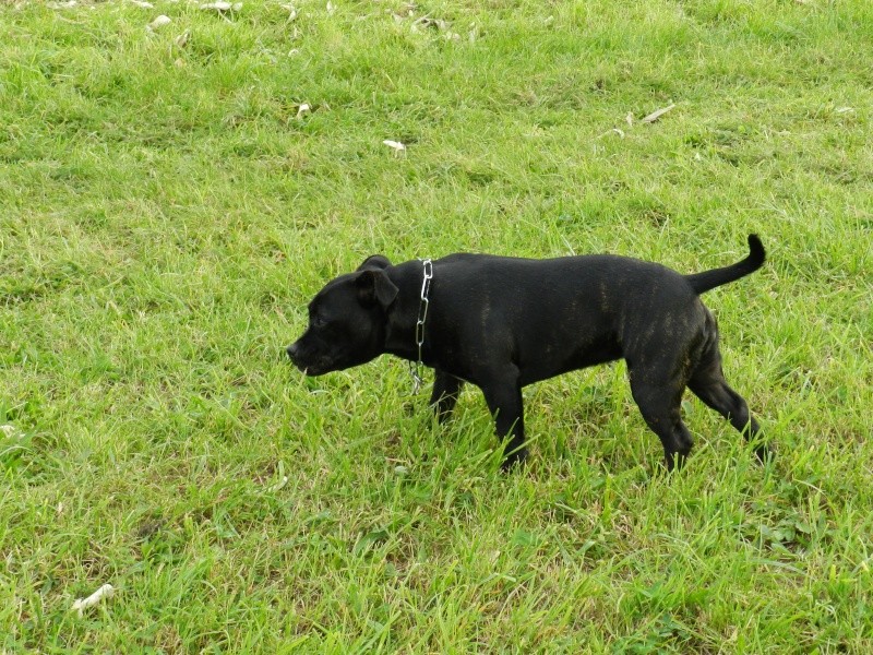 ma staffie Feeling - Page 7 Feelin21