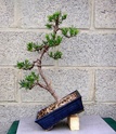 Second podocarpus Sth70012