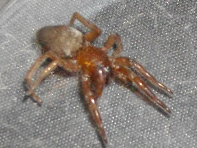 identification d'araigné Imgp4611