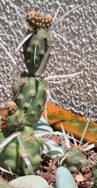 Tephrocactus articulatus Image_10