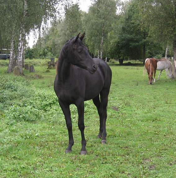  belle Pouliche pur-sang arabe noire de 2010 -elsba13