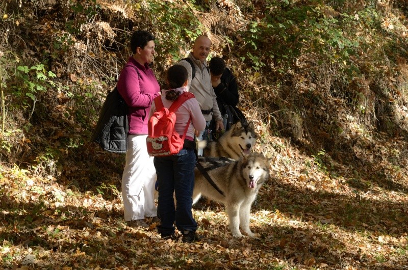 Dog trekking - Lago di Vico - Pagina 3 0062710