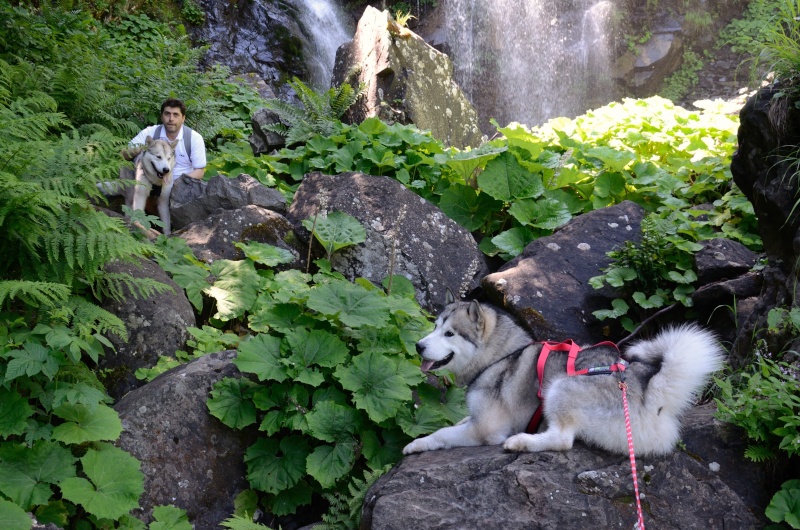 Dog-trekking sull'Appennino Tosco-emiliano Dardag12