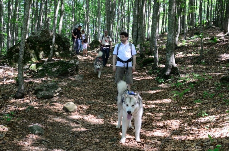 Dog-trekking sull'Appennino Tosco-emiliano Dardag13