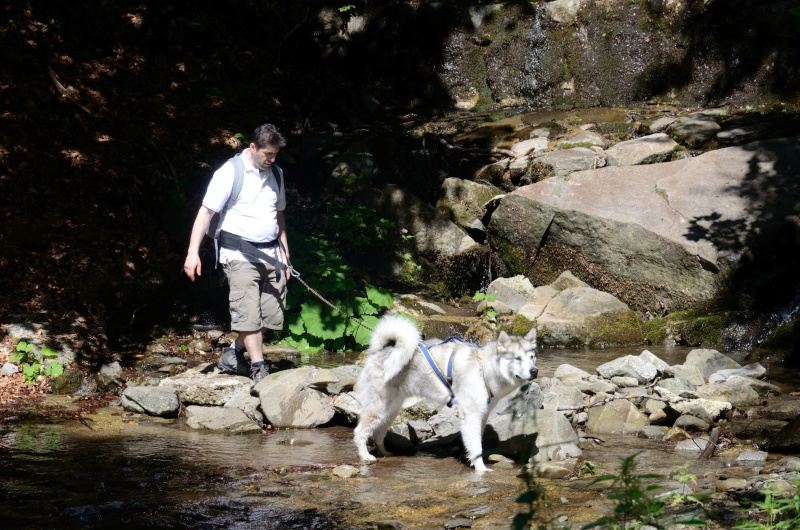Dog-trekking sull'Appennino Tosco-emiliano Dardag14