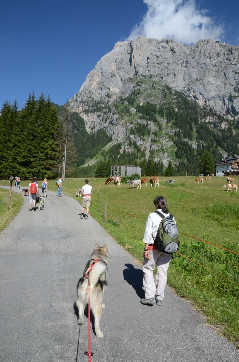 Dog-Trekking sulle Dolomiti 9 e 10 luglio!!! - Pagina 4 Seram_11