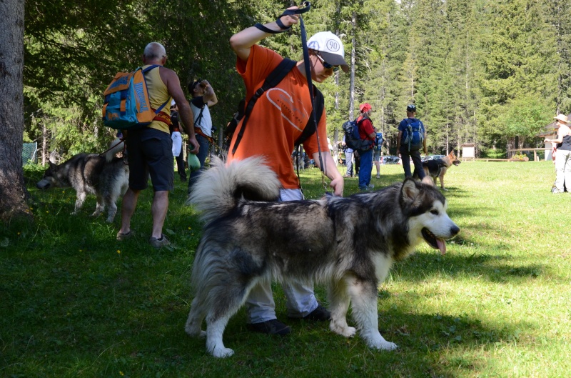 Dog-Trekking sulle Dolomiti 9 e 10 luglio!!! - Pagina 4 Seram_12