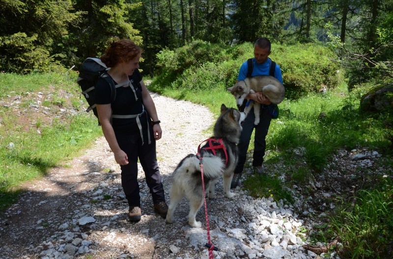 Dog-Trekking sulle Dolomiti 9 e 10 luglio!!! - Pagina 4 Seram_13