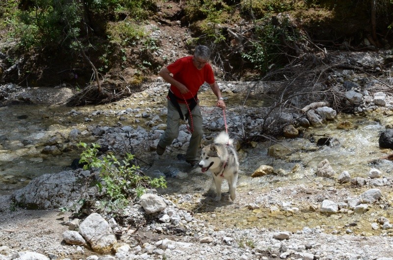 Dog-Trekking sulle Dolomiti 9 e 10 luglio!!! - Pagina 4 Seram_15