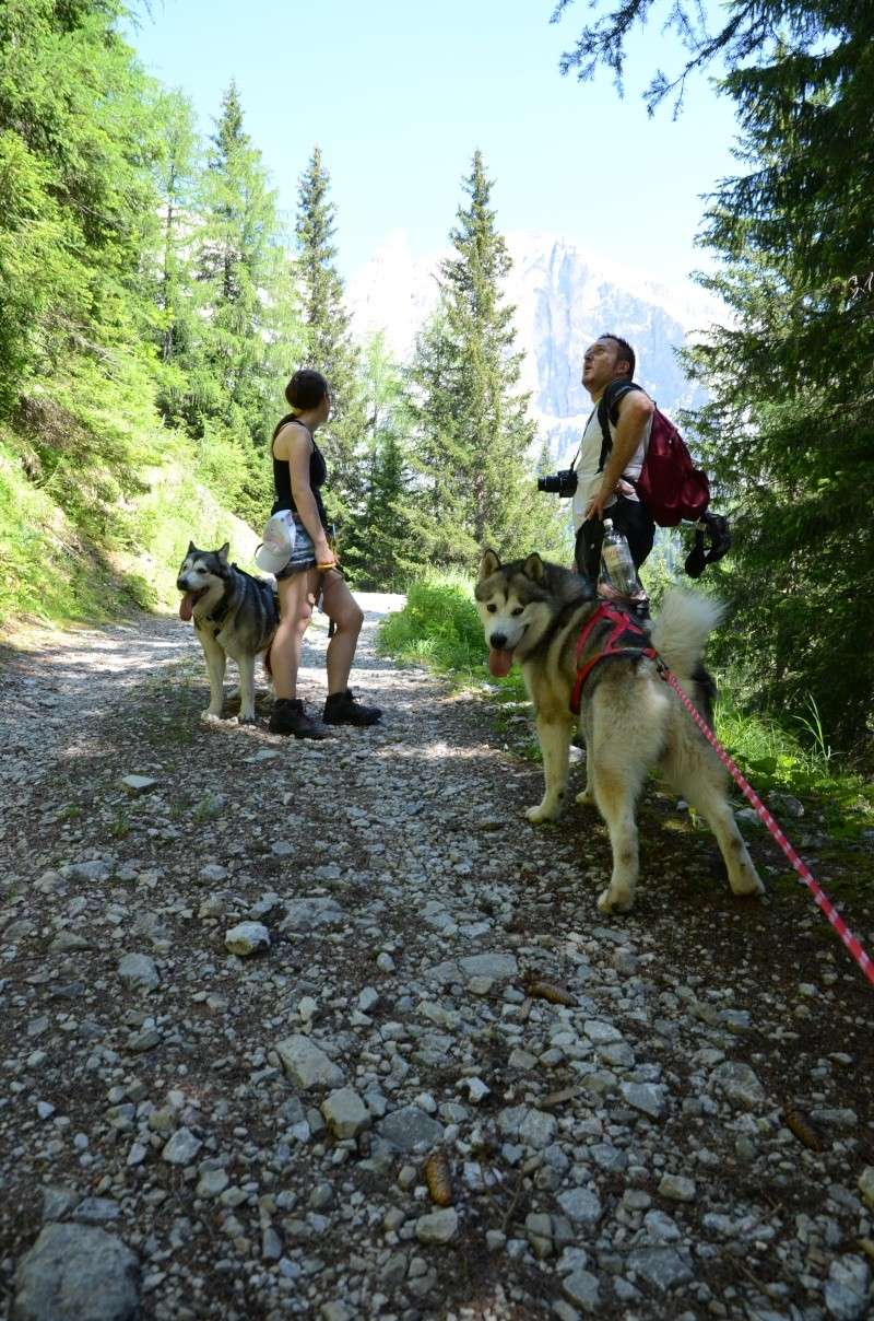 Dog-Trekking sulle Dolomiti 9 e 10 luglio!!! - Pagina 4 Seram_17