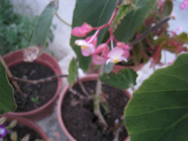 begonias Photo_45