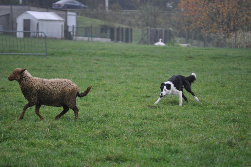 Chance et Foufure : première au troupeau! ENFIN!  Dsc_0116