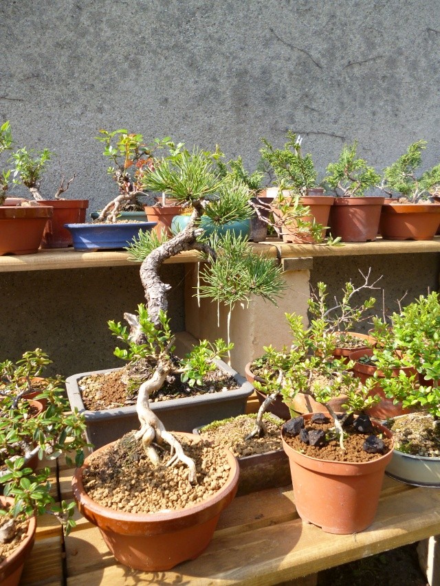 Dove coltiviamo i nostri bonsai - Pagina 10 P1000611