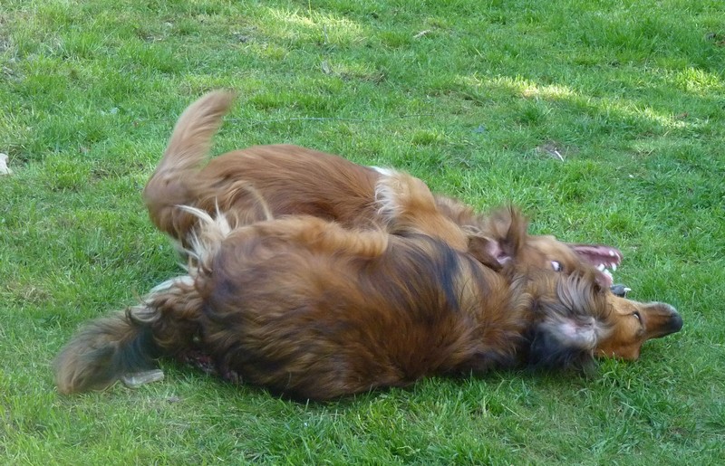 °0o. concours .oO° -- nos chiens en plein jeu --  P1000712