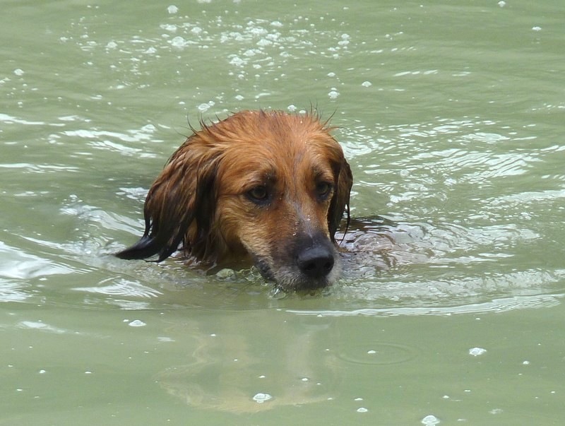 °Oo. concours .oO° -- nos chiens et l'eau -- P1010712