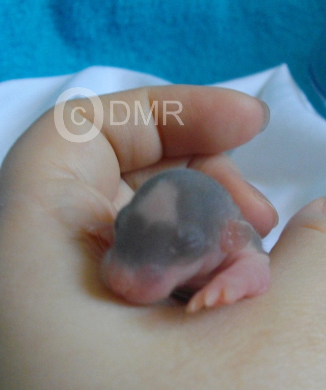 Les ratons d'Elune Imgp8123