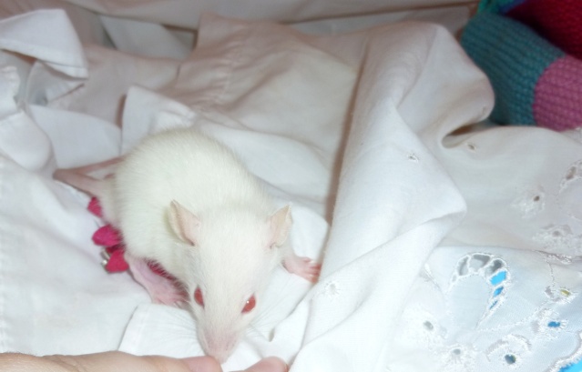 6 ratons à adopter P1190214