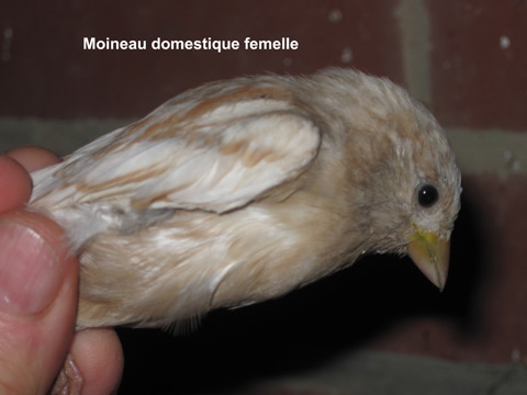 Moinaux domestiques en mutation Fem-0110