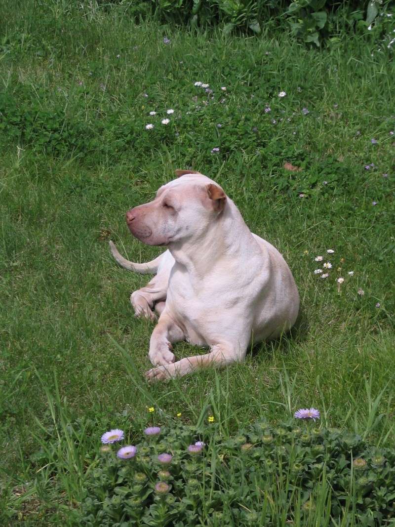 Avrel shar pei de 5 ans Mai_2019