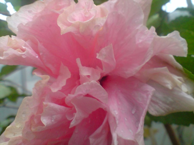 Mes Hibiscus Fleurs91