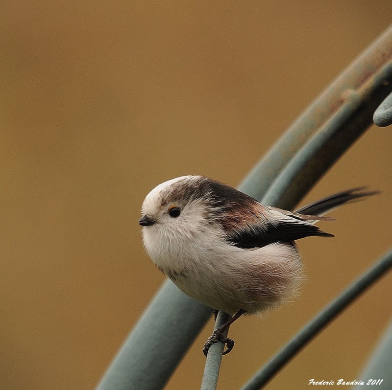 mésange à longue queue  Copie_20