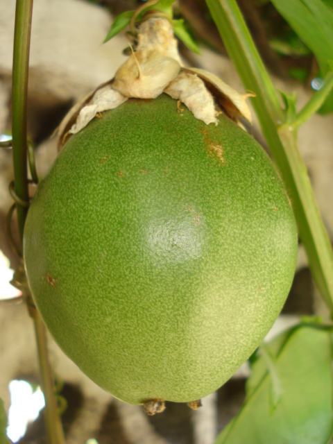 Passiflora Liguraris Anyone Alata_11