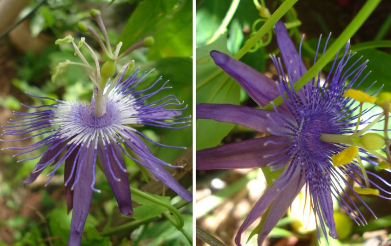 Passiflora Amethyst / Lavendar Lady Flowers are loosing colour, fading to white Deux_c11