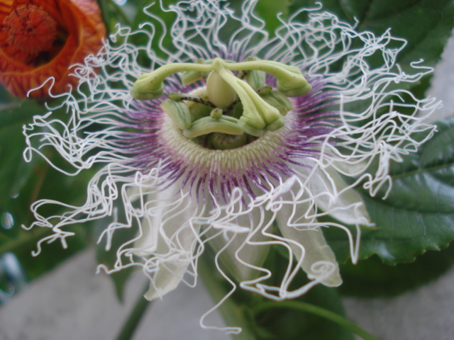 Passiflora Liguraris Anyone Edulis13