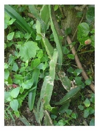 pitaya vine buds, flowers, and fruit Fruit_11