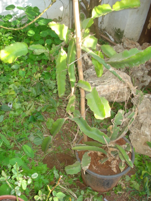 pitaya vine buds, flowers, and fruit Fruit_15