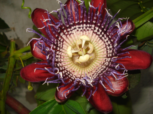 Passiflora Liguraris Anyone Phoeni10