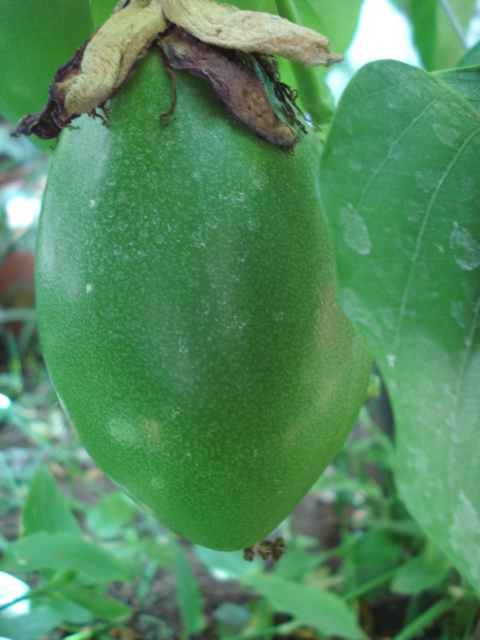 Passiflora Liguraris Anyone Phoeni11