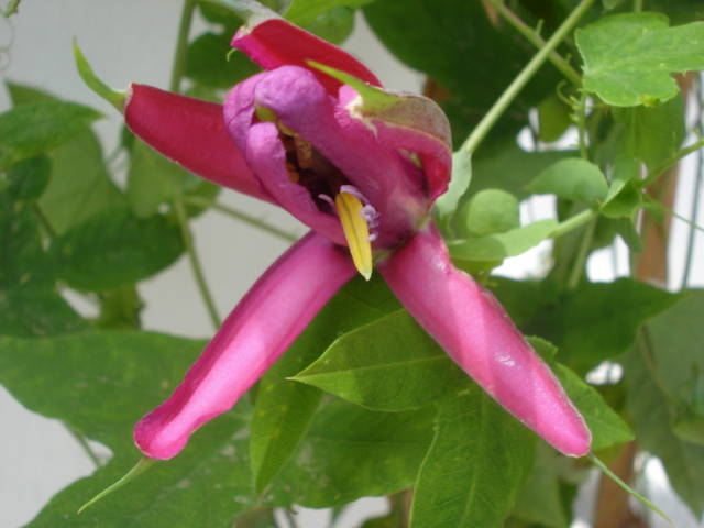 identification of passiflora Photo_23