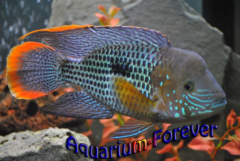 Aquarium-Forever