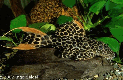 Pseudacanthicus Leopardus    L114 Thumbn10