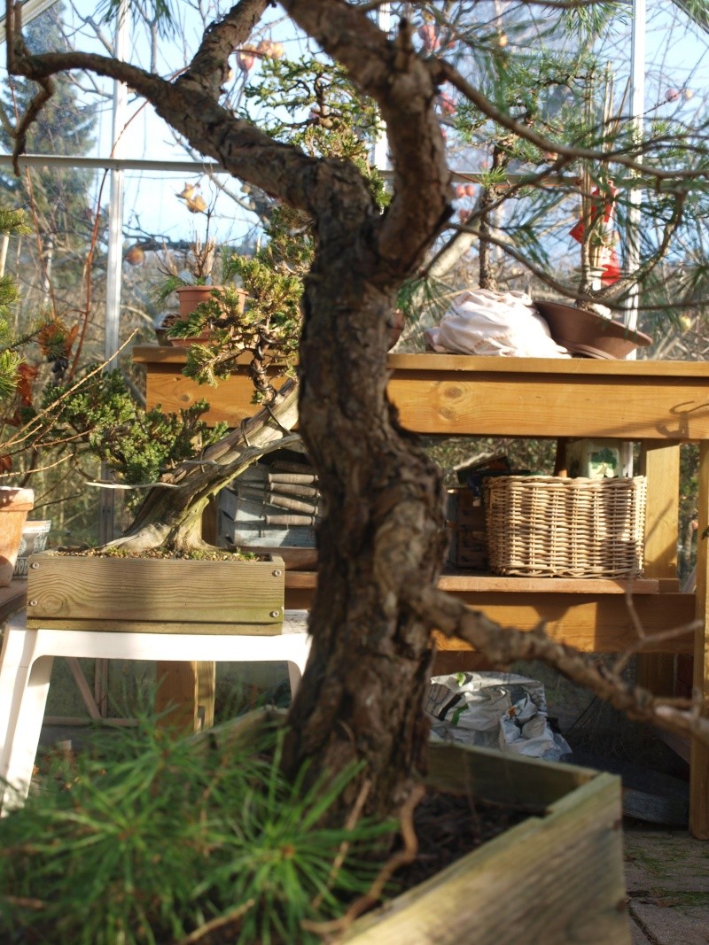 styling suggestions for Norway yamadori Sylvestris P1013811