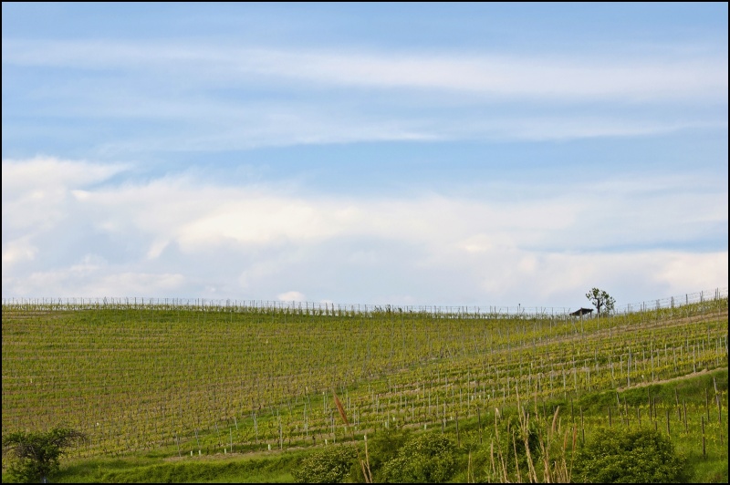 colline monferrato Dsc_9113