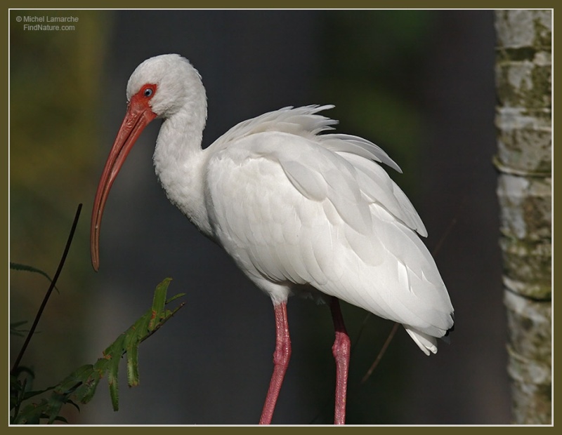 Les animaux - Page 36 Ibis-b10