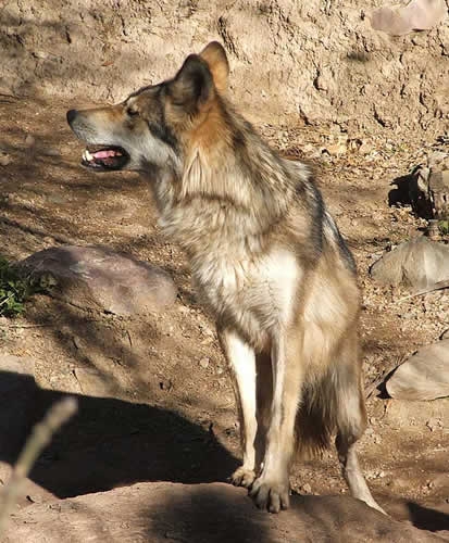 Repère de Whitefang Loup-m12