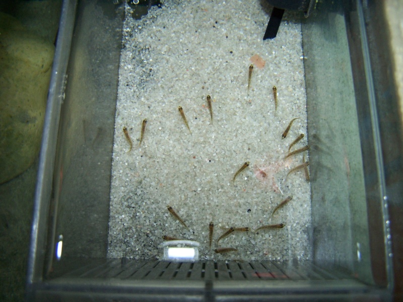 Dimidiochromis compressiceps et rhamphochromis yelllow ferox 102_7822