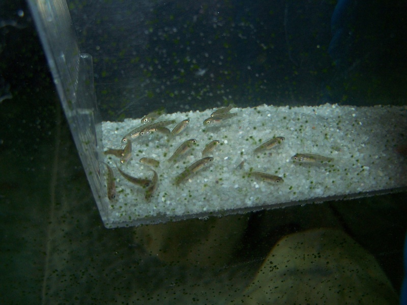 Dimidiochromis compressiceps et rhamphochromis yelllow ferox 102_7823