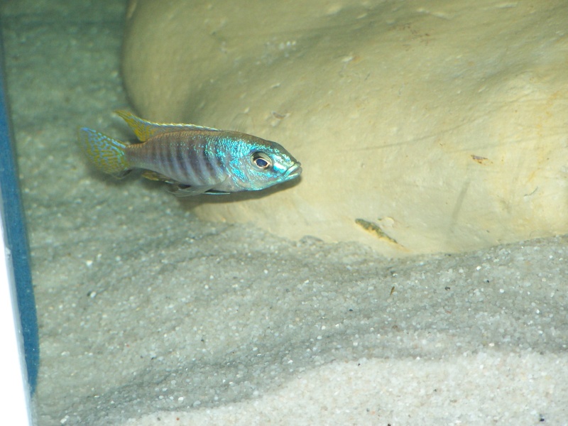 otopharynx sp torpedo blue 102_7825