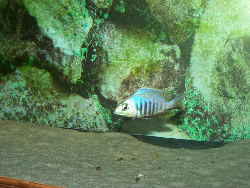 Placidochromis jalo reef 102_7919