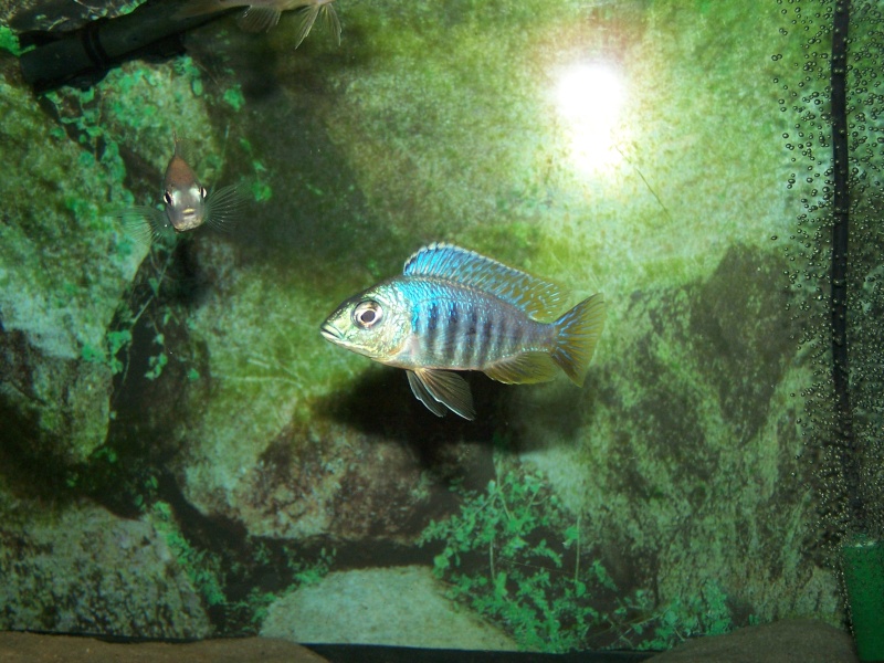 Placidochromis jalo reef 102_7920