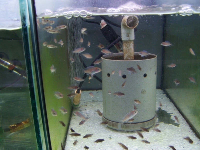 estherae ob dimidiochromis labidochromis hongi red top  102_8011