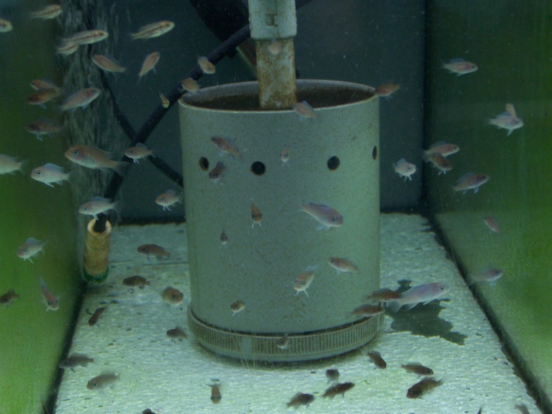 estherae ob dimidiochromis labidochromis hongi red top  102_8012