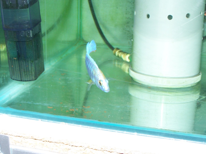 Siaenochromis fryeri maleri island 102_8028